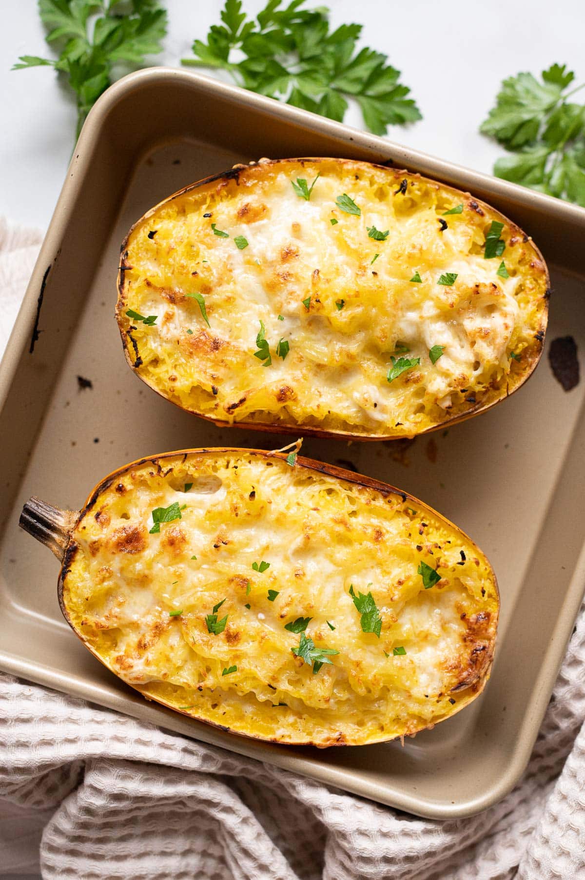 Chicken alfredo spaghetti squash boats garnished with parsley on a baking sheet. Linen towel and parsley around it on a counter.
